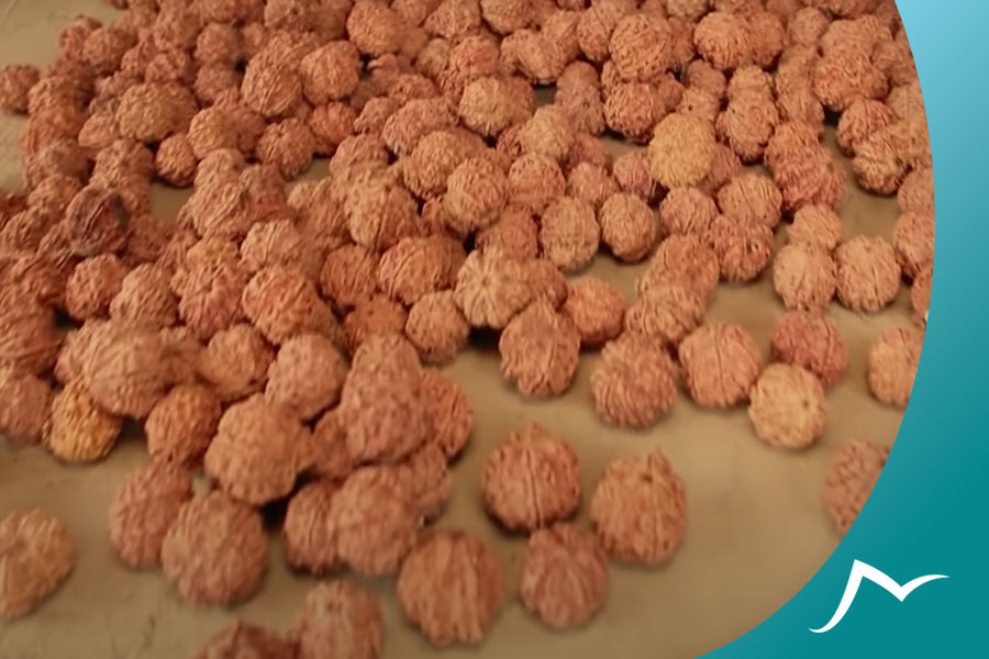 Rudraksha in Nepal: The Way to Spiritual Awakening Rudraksha in Nepal