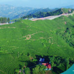 Discover the Unique Flavors and Aromas of Nepalese Tea