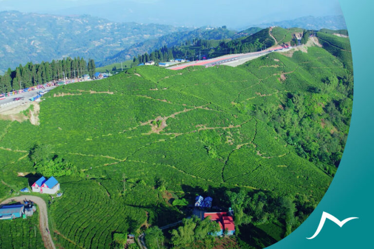 Discover the Unique Flavors and Aromas of Nepalese Tea