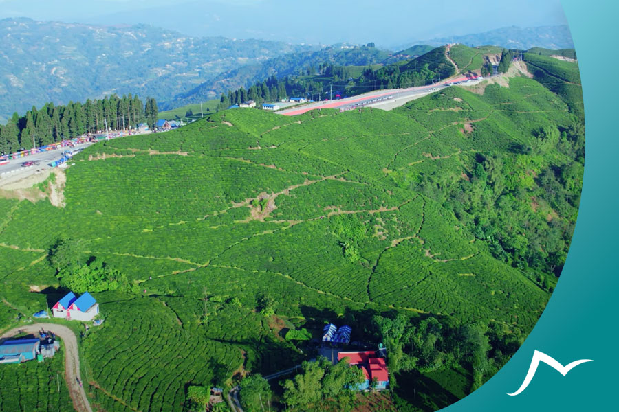 Discover the Unique Flavors and Aromas of Nepalese Tea Discover the Unique Flavors and Aromas of Nepalese Tea