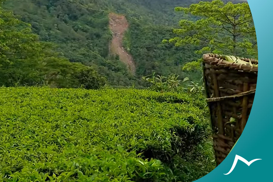 Discover the Unique Flavors and Aromas of Nepalese Tea Nepalese Tea