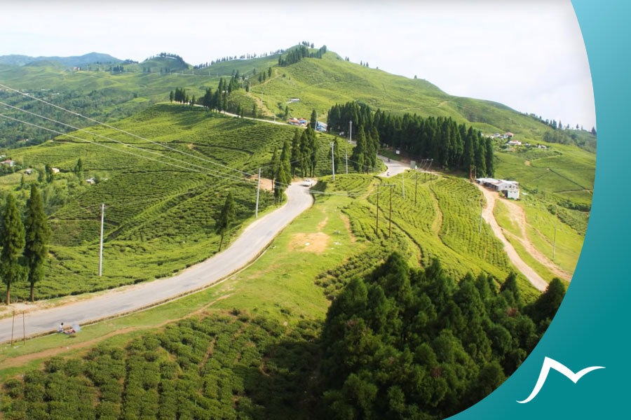 Discover the Unique Flavors and Aromas of Nepalese Tea Nepalese Tea