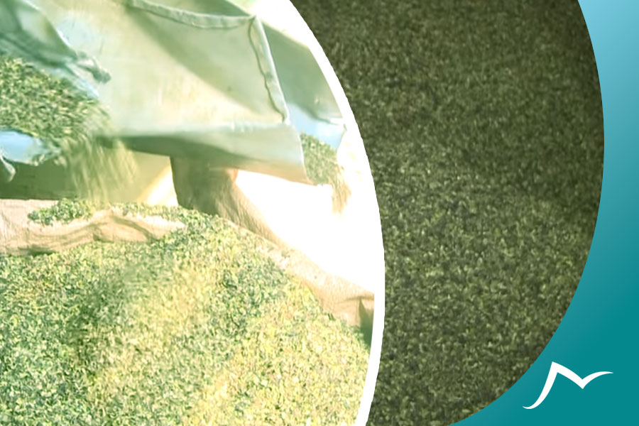 Discover the Unique Flavors and Aromas of Nepalese Tea Nepalese Tea