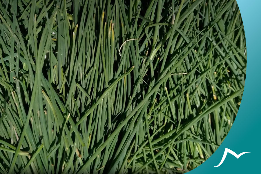 The Aromatic Nepali Herb Jimbu: A Versatile Ingredient for Your Recipes Nepali Herb Jimbu