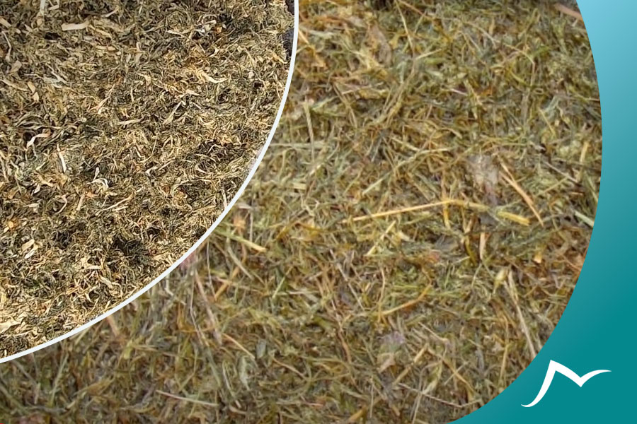 The Aromatic Nepali Herb Jimbu: A Versatile Ingredient for Your Recipes Nepali Herb Jimbu