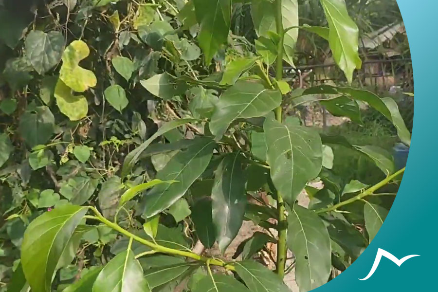 Nepali Hog Plum