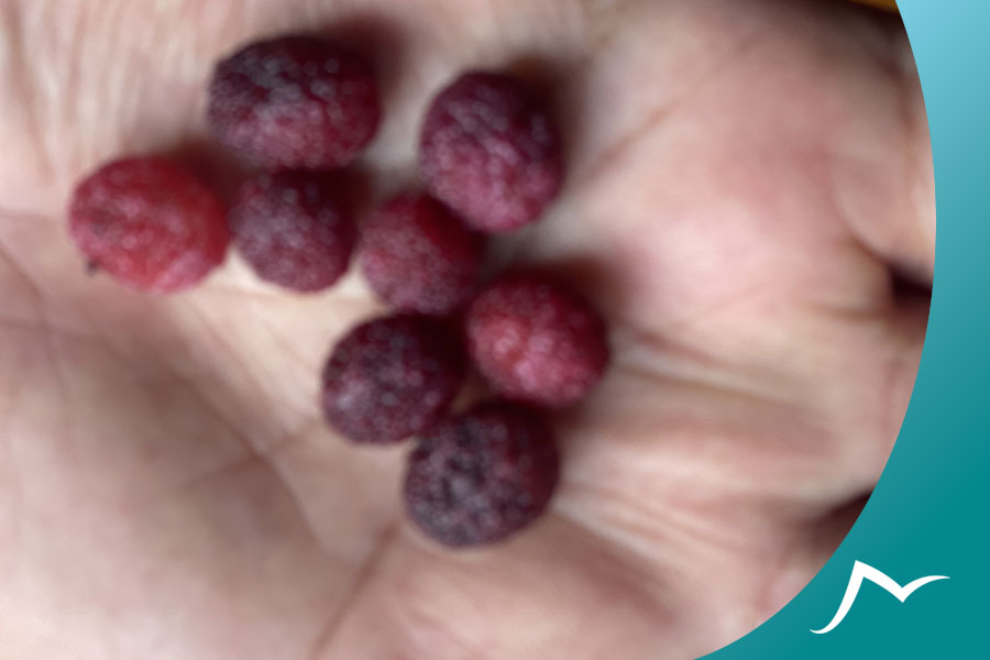 Neplese Bay Berry (Kaafal): A Delicious and Nutritious Wild Fruit of Nepal Neplese Bay Berry in hand