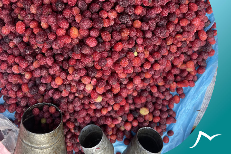 Neplese Bay Berry (Kaafal): A Delicious and Nutritious Wild Fruit of Nepal Neplese Bay Berry in Local Market