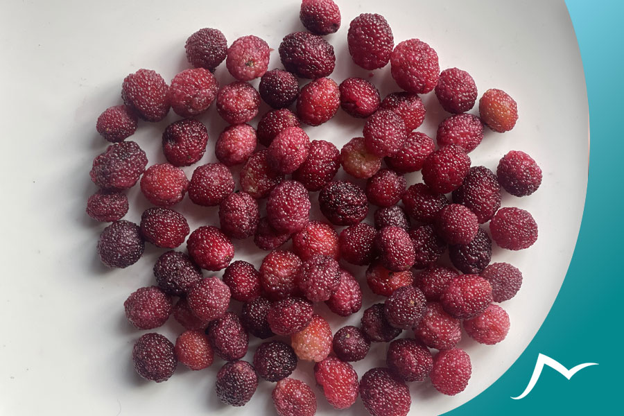 Neplese Bay Berry (Kaafal): A Delicious and Nutritious Wild Fruit of Nepal Neplese Bay Berry (Kaafal): A Delicious and Nutritious Wild Fruit of Nepal