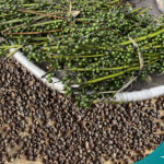 Uncovering the Unique and Distinctive Taste of Timmur in Nepalese Cuisine