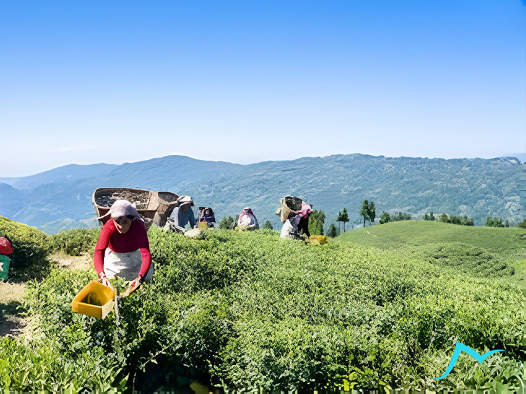 Enchanting Ilam: Nature and Culture