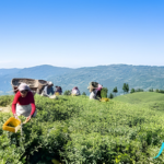 Enchanting Ilam: Nature and Culture Enchanting Ilam: Nature and Culture