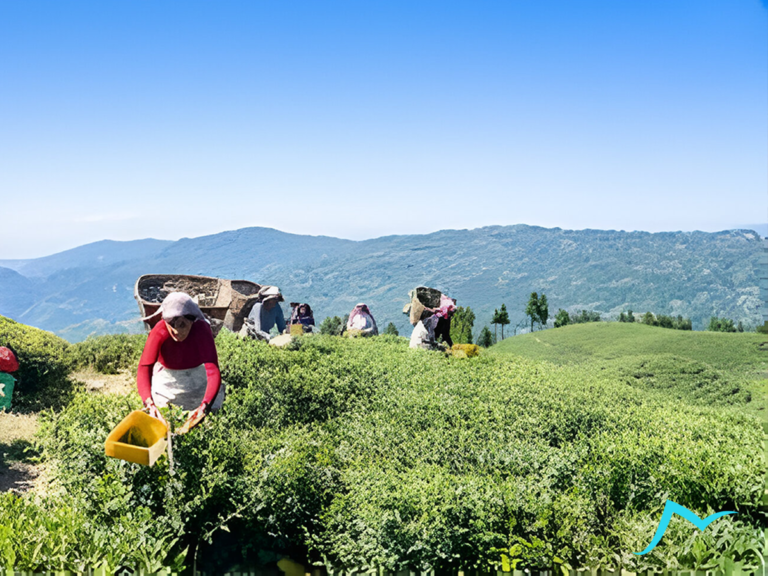 Enchanting Ilam: Nature and Culture