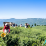 Enchanting Ilam: Nature and Culture